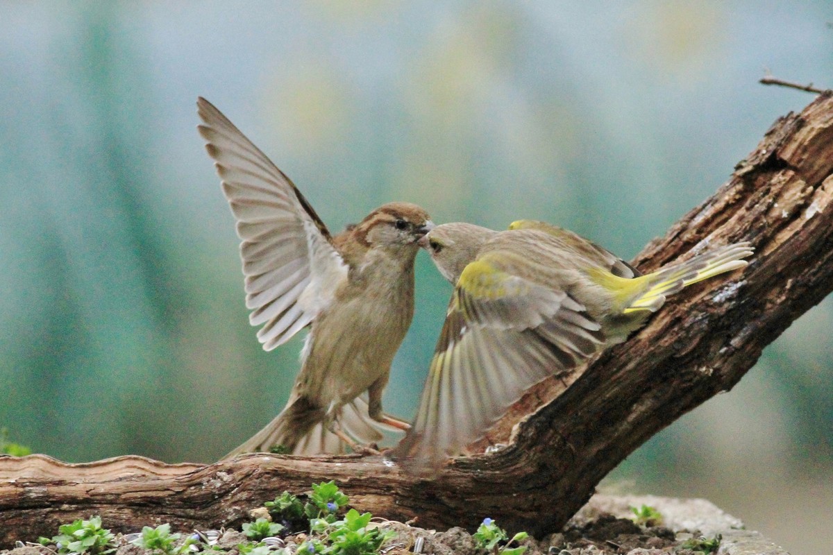 Battaglia fra giganti, Passero e Verdone