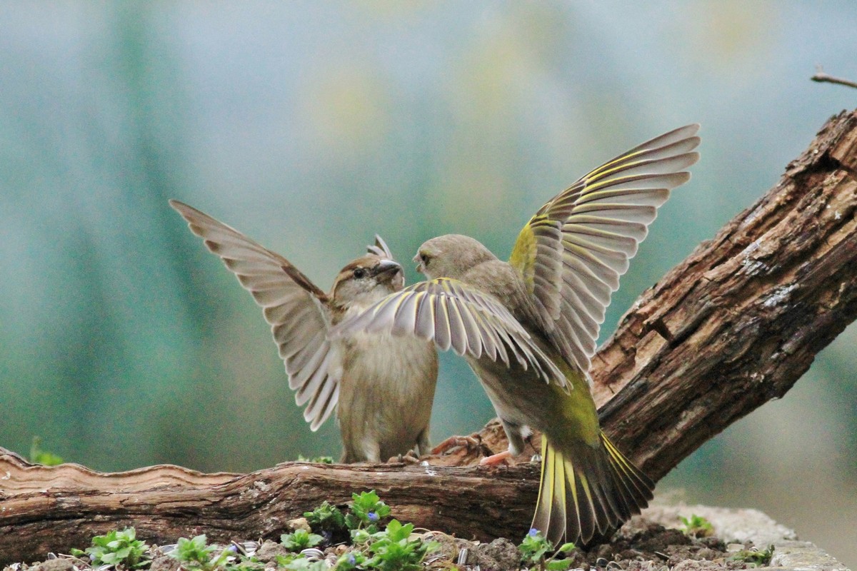 Battaglia fra giganti, Passero e Verdone