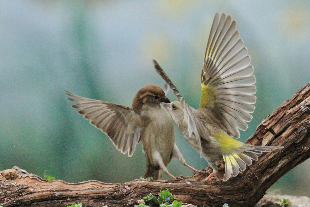 Battaglia fra giganti, Passero e Verdone