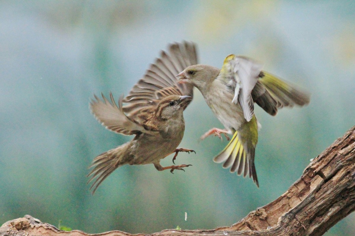 Battaglia fra giganti, Passero e Verdone