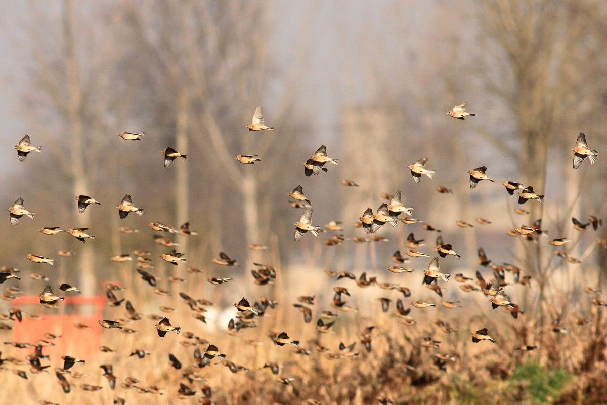 Fanelli, a centinaia