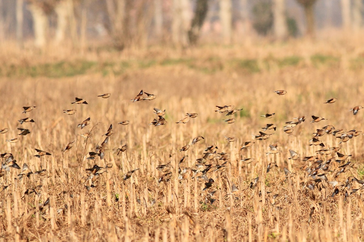 Fanelli, a centinaia