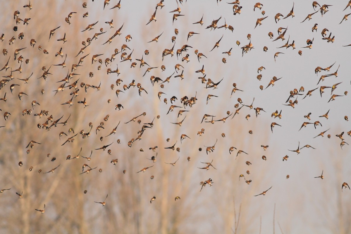 Fanelli, a centinaia