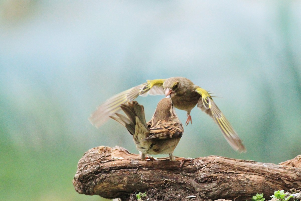 Battaglia fra giganti, Passero e Verdone
