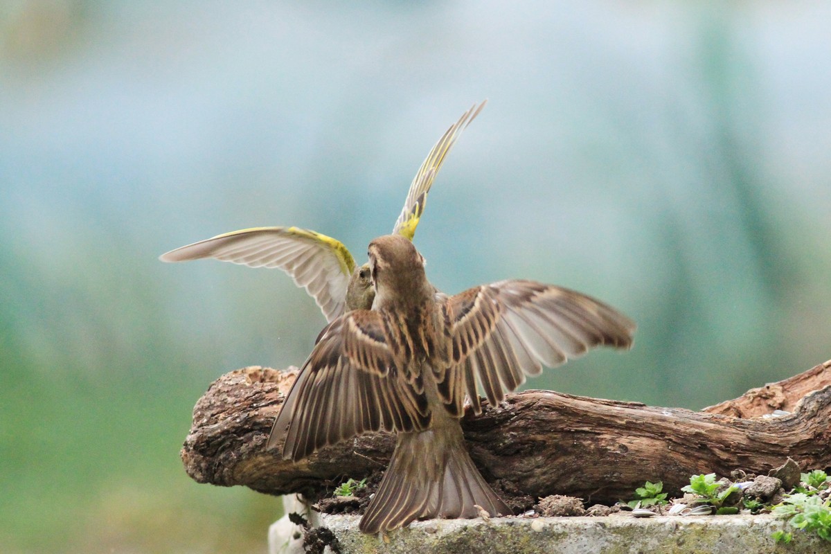 Battaglia fra giganti, Passero e Verdone