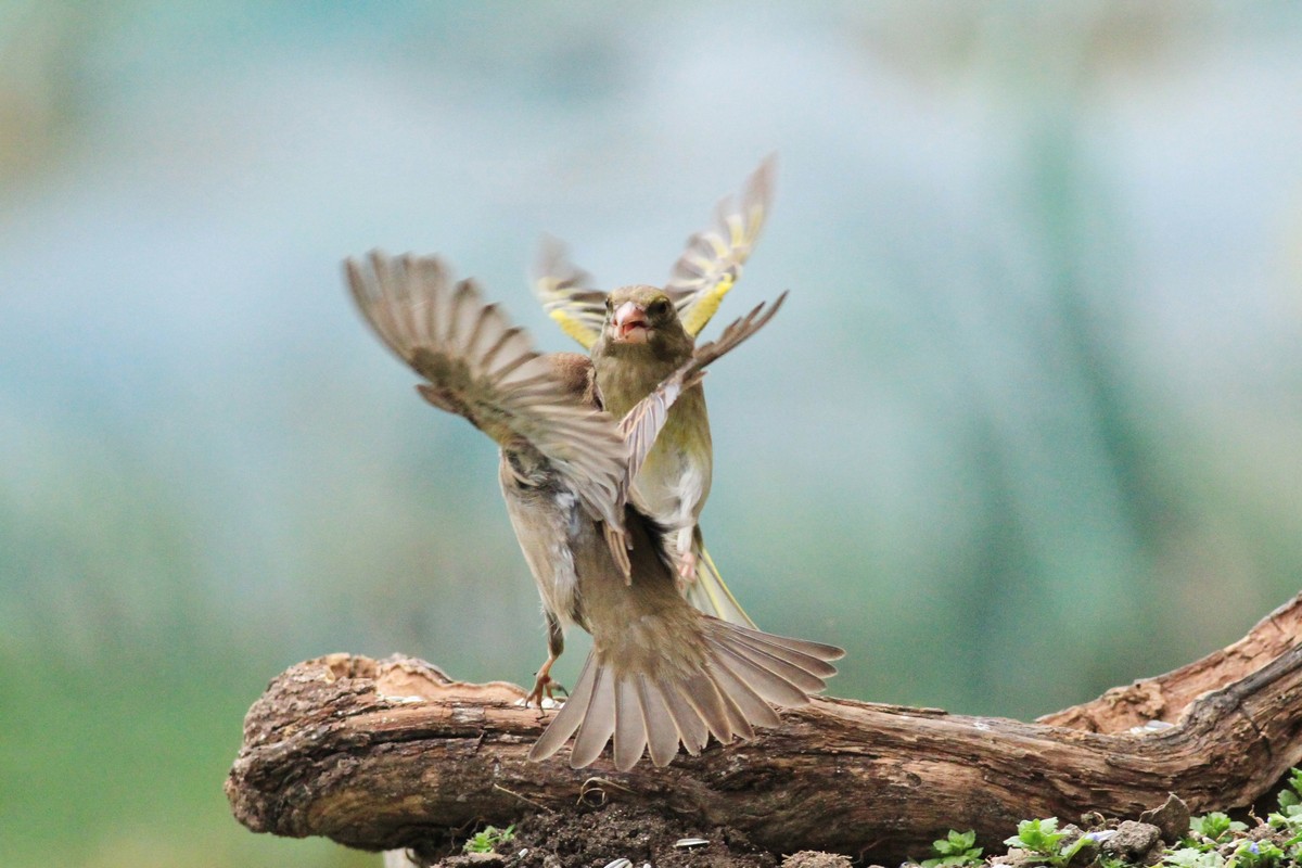 Battaglia fra giganti, Passero e Verdone