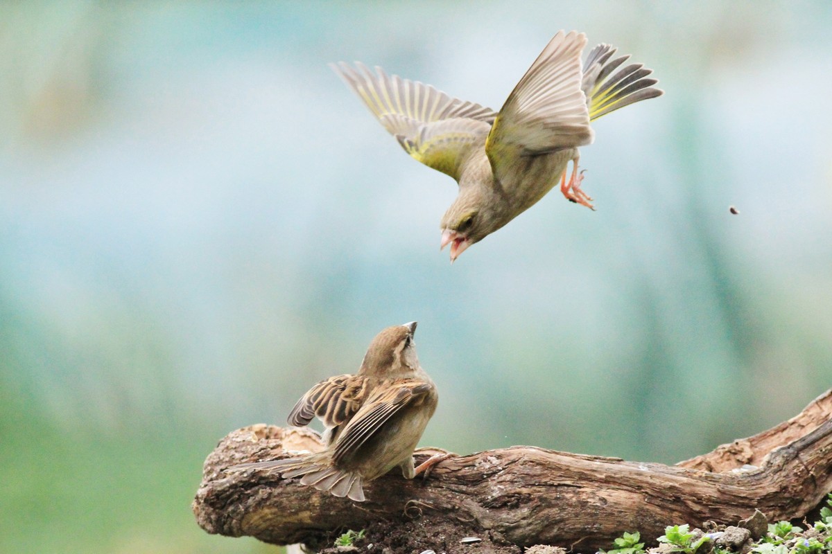 Battaglia fra giganti, Passero e Verdone