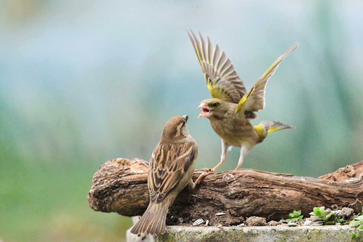 Battaglia fra giganti, Passero e Verdone