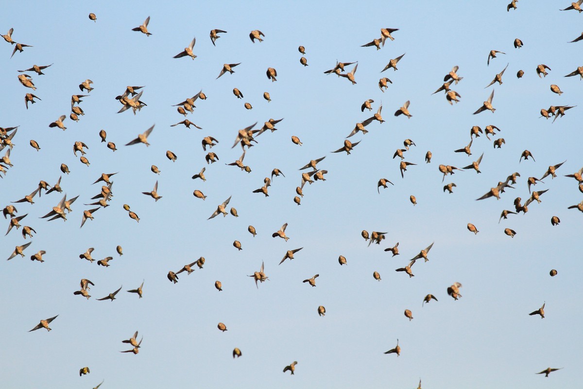 Ad ali spiegate, il sogno di Icaro.