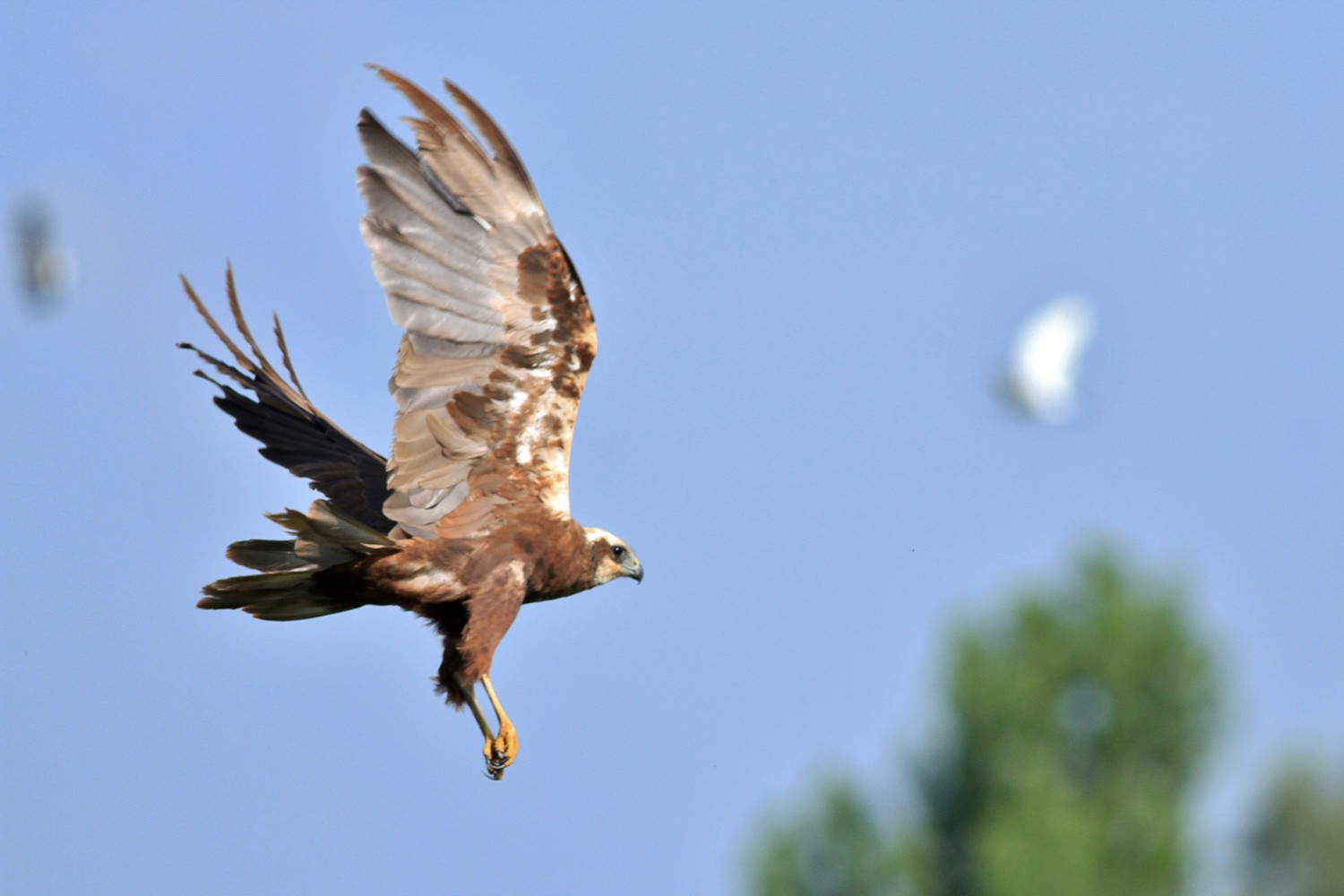 Ad ali spiegate, il sogno di Icaro.