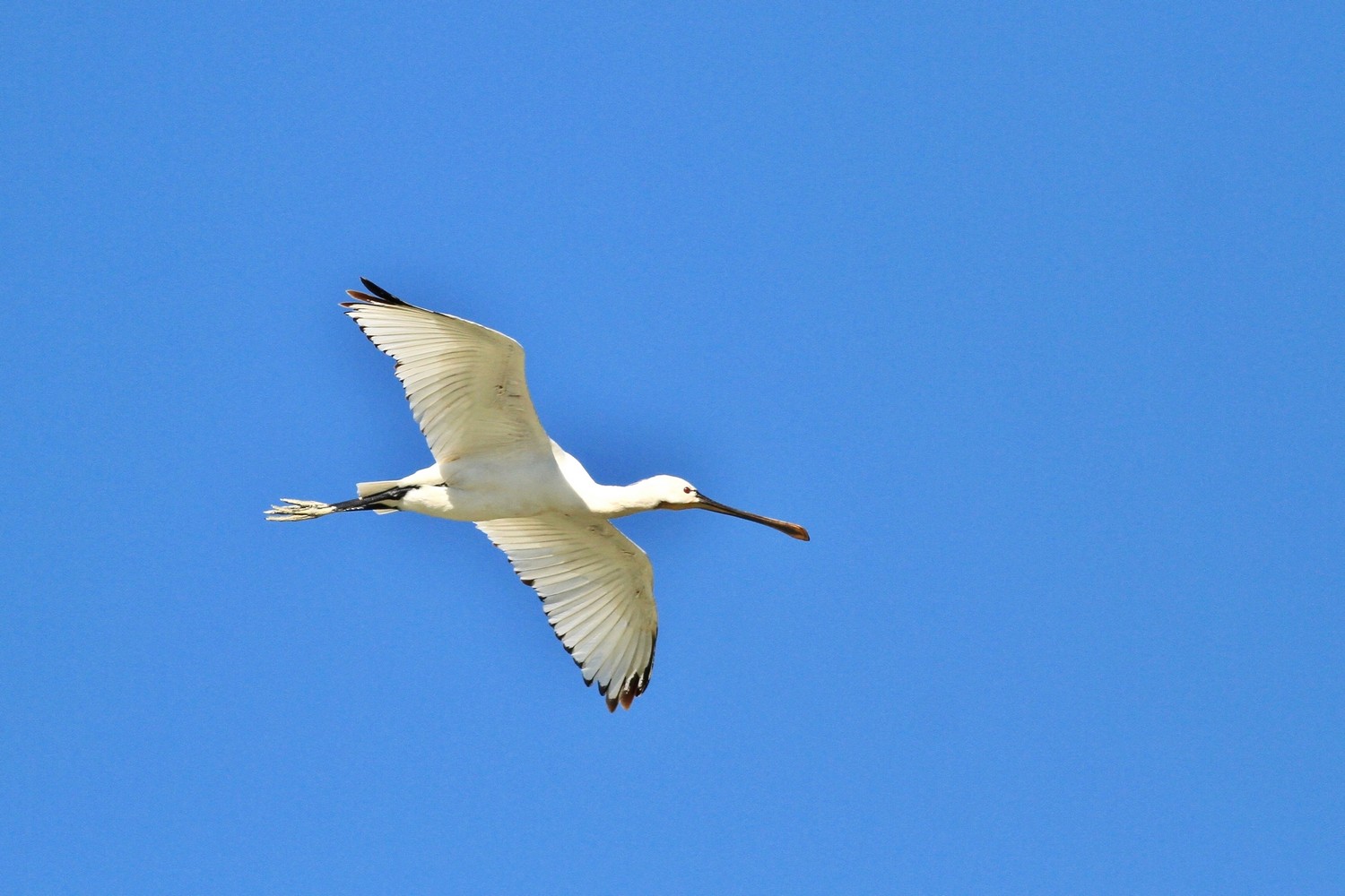 Ad ali spiegate, il sogno di Icaro.