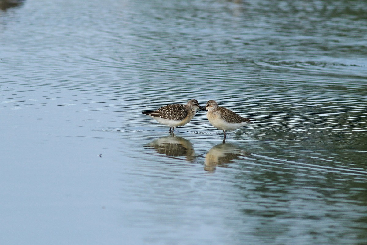 Aiuto/Conferma id-Piovanelli comuni?