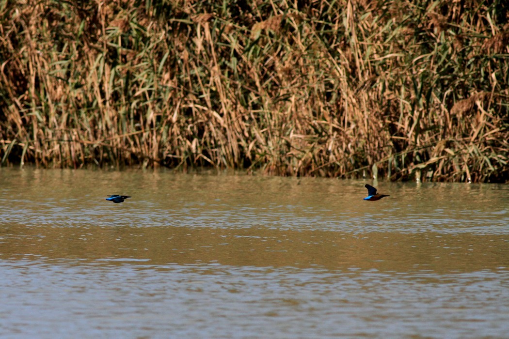 Ad ali spiegate, il sogno di Icaro.