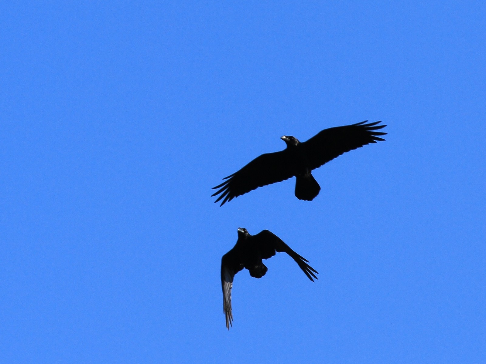 Corvi Imperiali ? Chiedo conferma