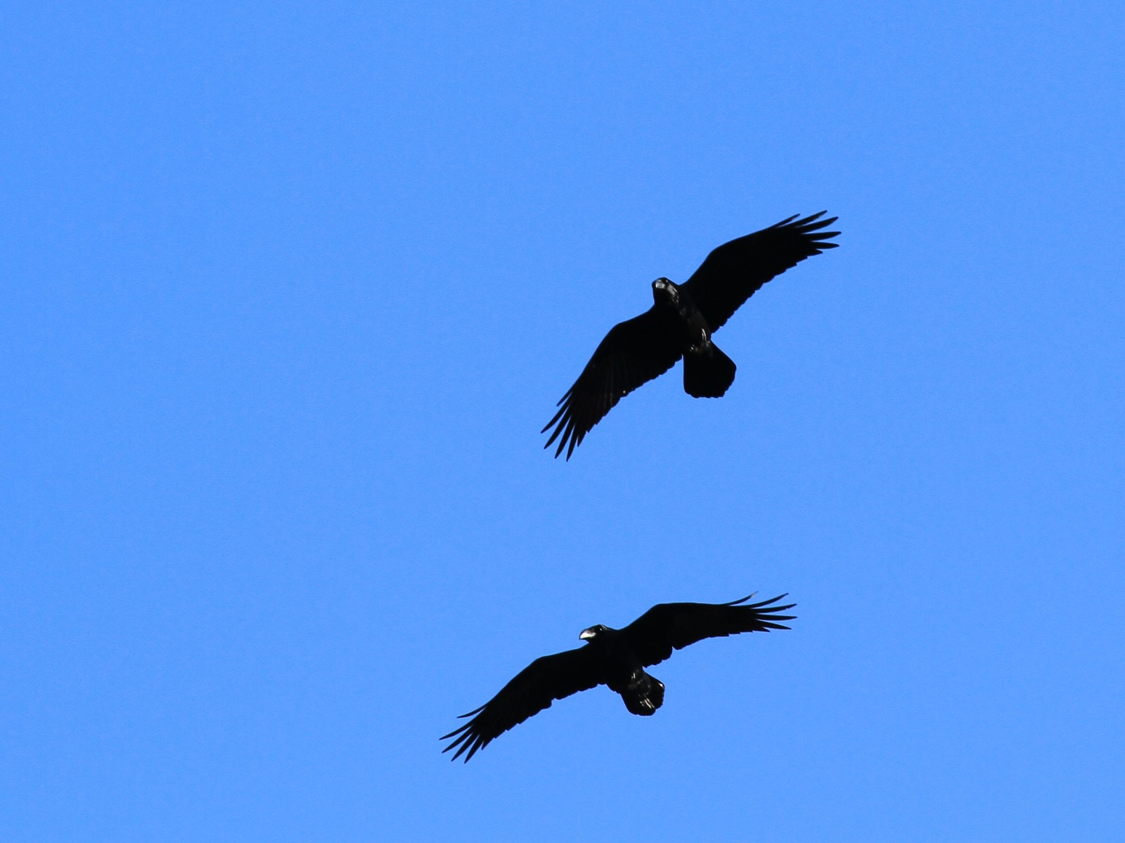 Corvi Imperiali ? Chiedo conferma