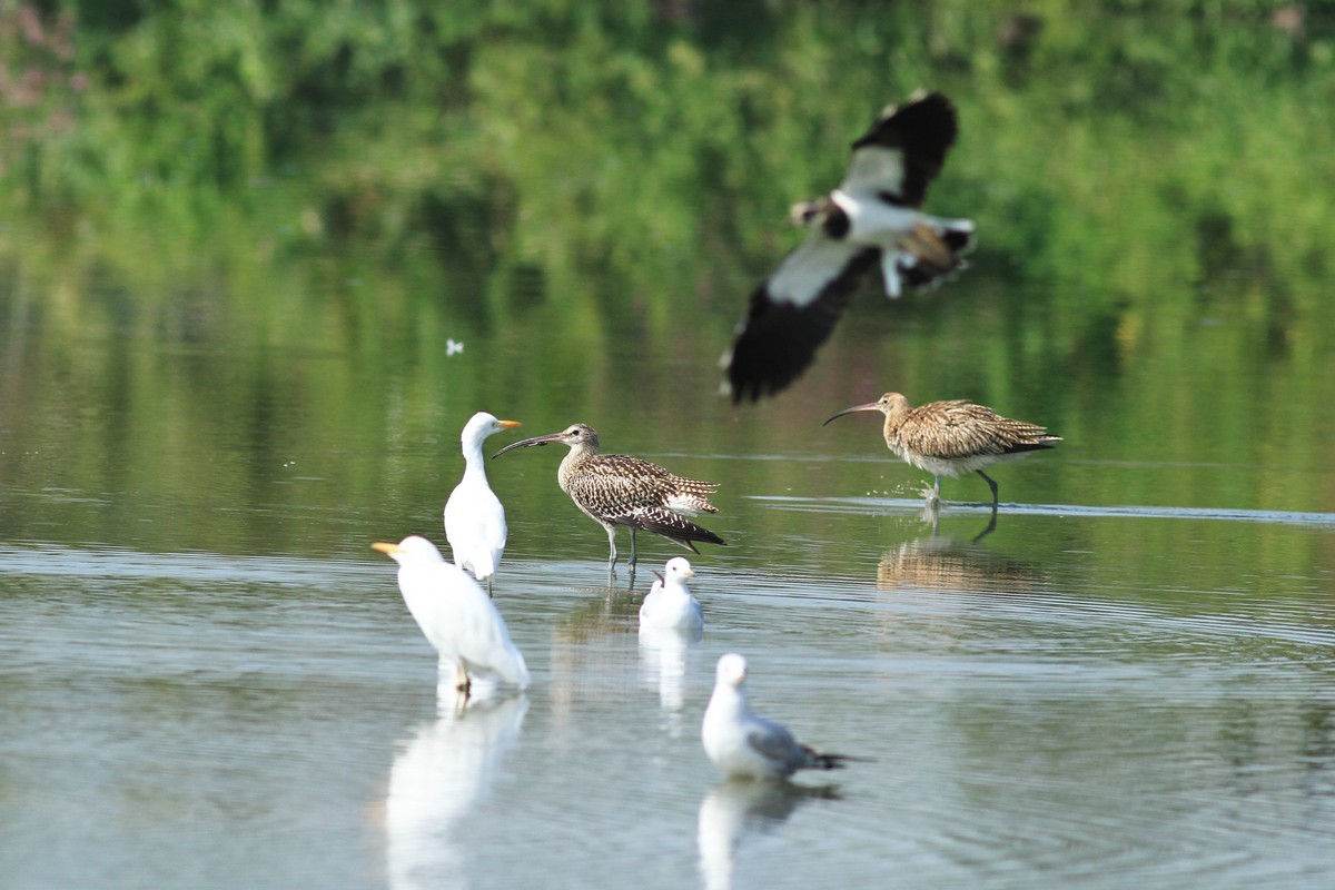 Chiurli maggiori e alcune  domande