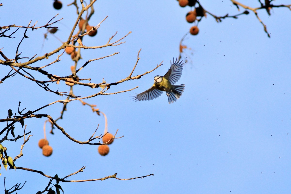 Ad ali spiegate, il sogno di Icaro.