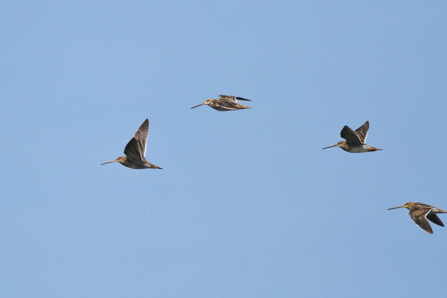 Ad ali spiegate, il sogno di Icaro.