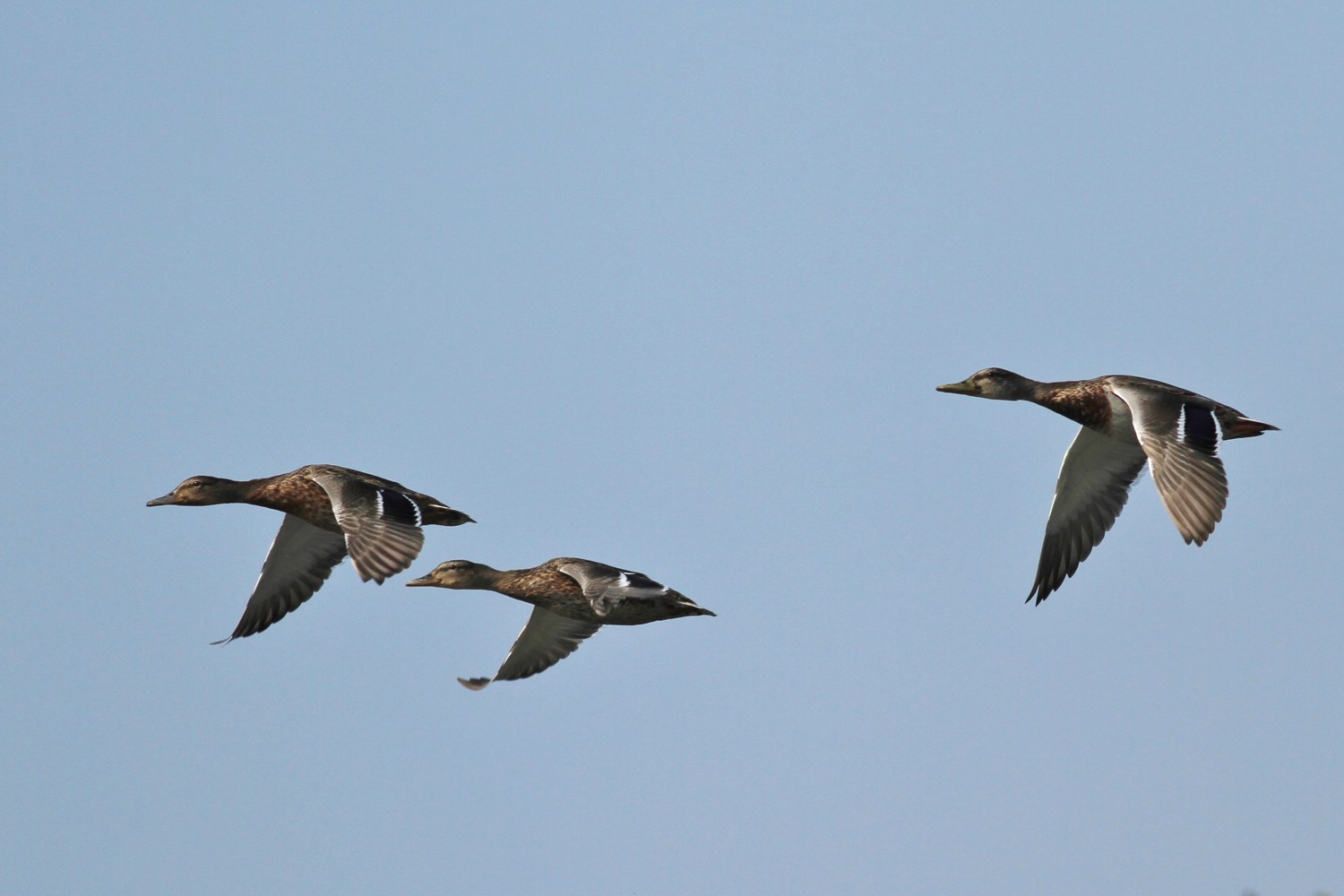 Ad ali spiegate, il sogno di Icaro.