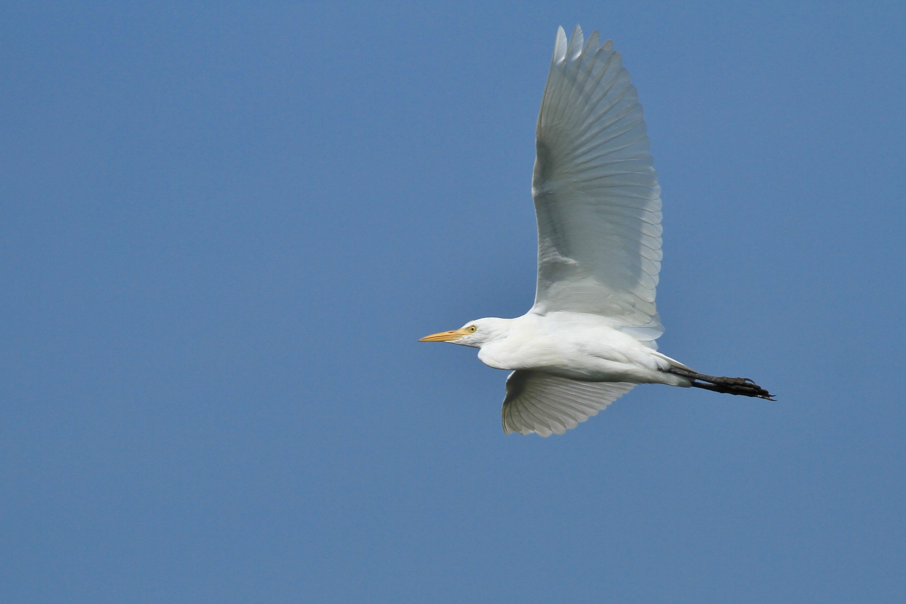 Ad ali spiegate, il sogno di Icaro.