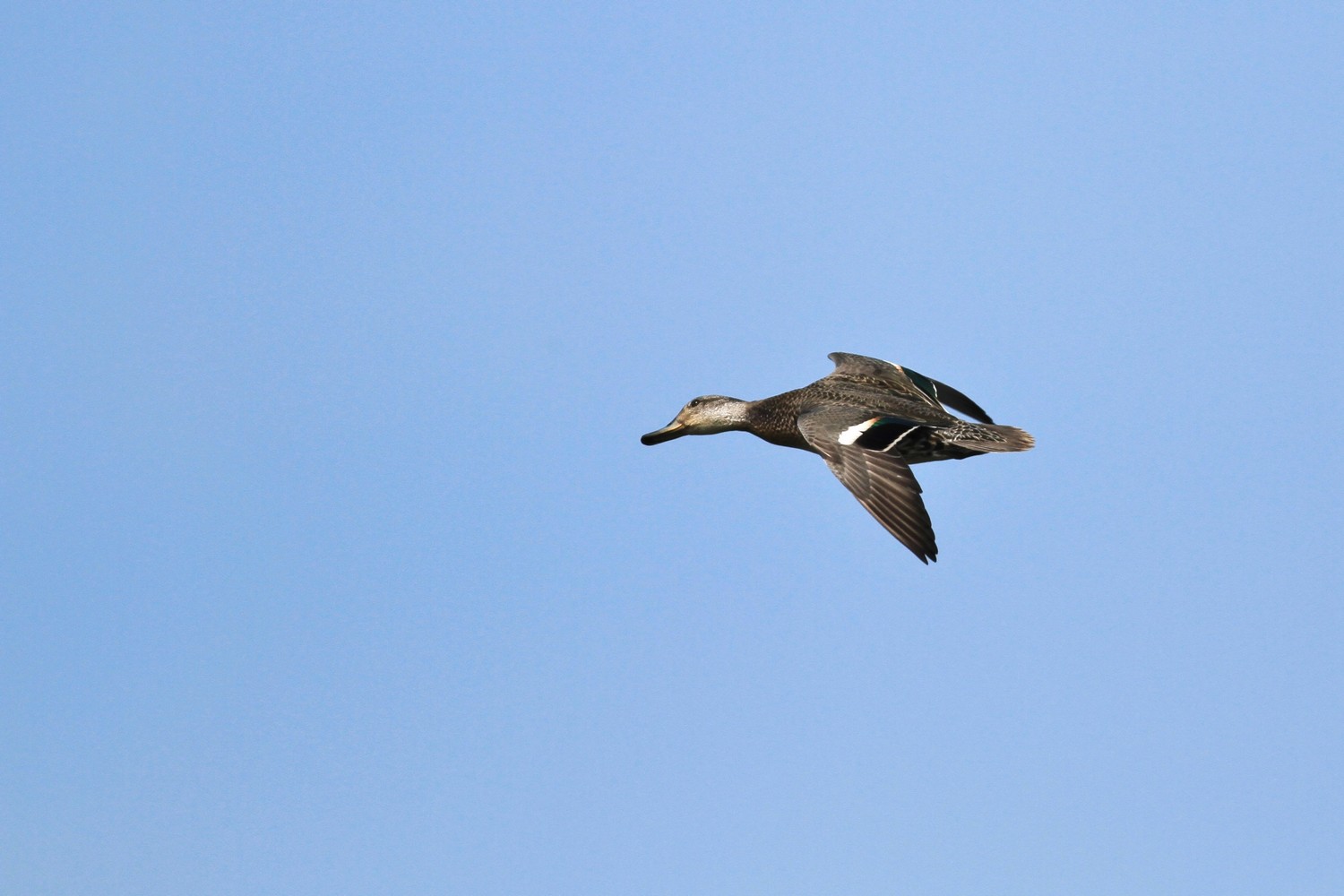 Ad ali spiegate, il sogno di Icaro.