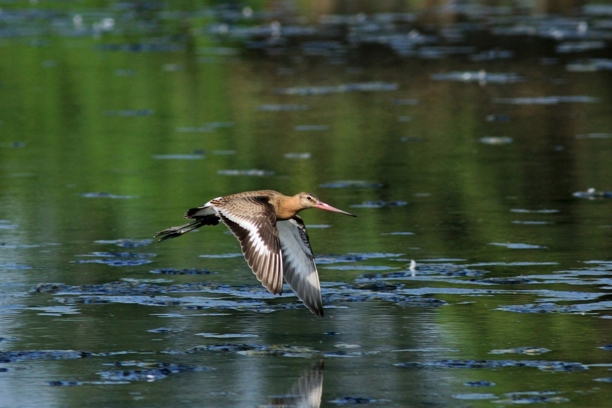 Ad ali spiegate, il sogno di Icaro.