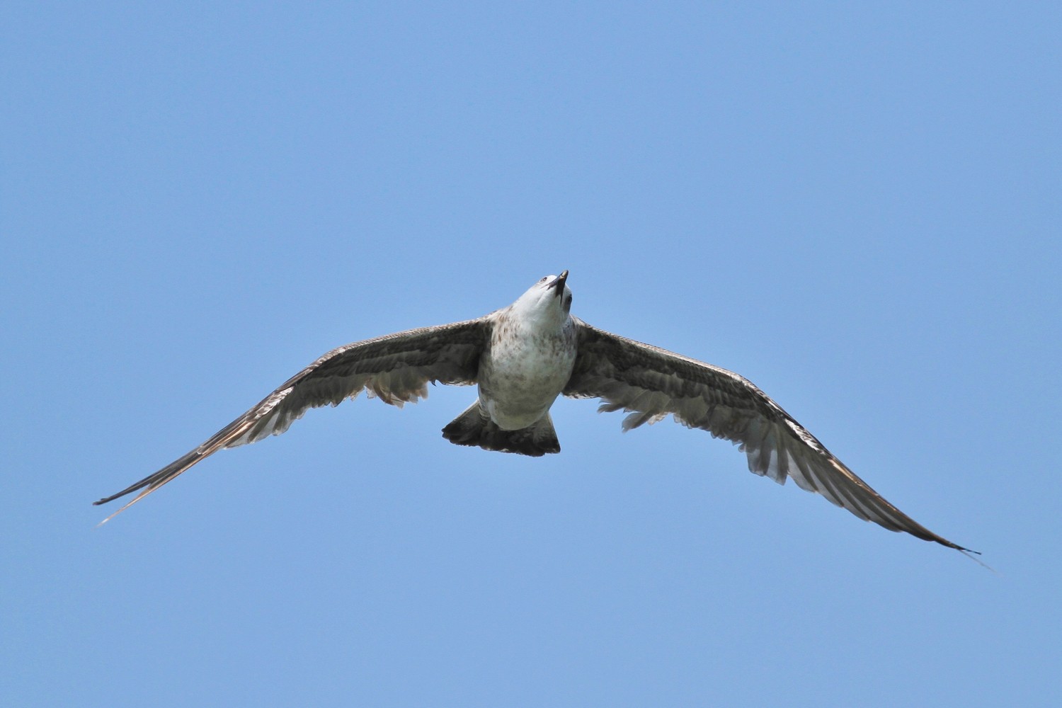 Ad ali spiegate, il sogno di Icaro.