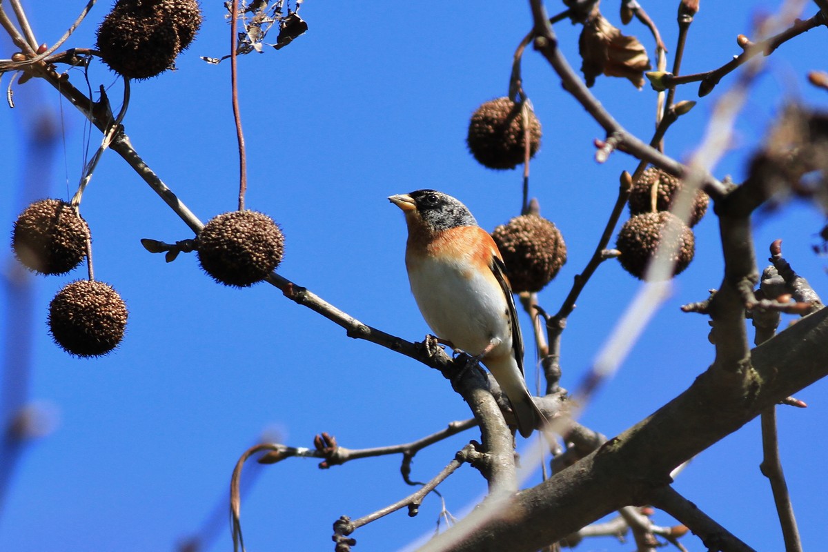 Peppole nel Cremasco