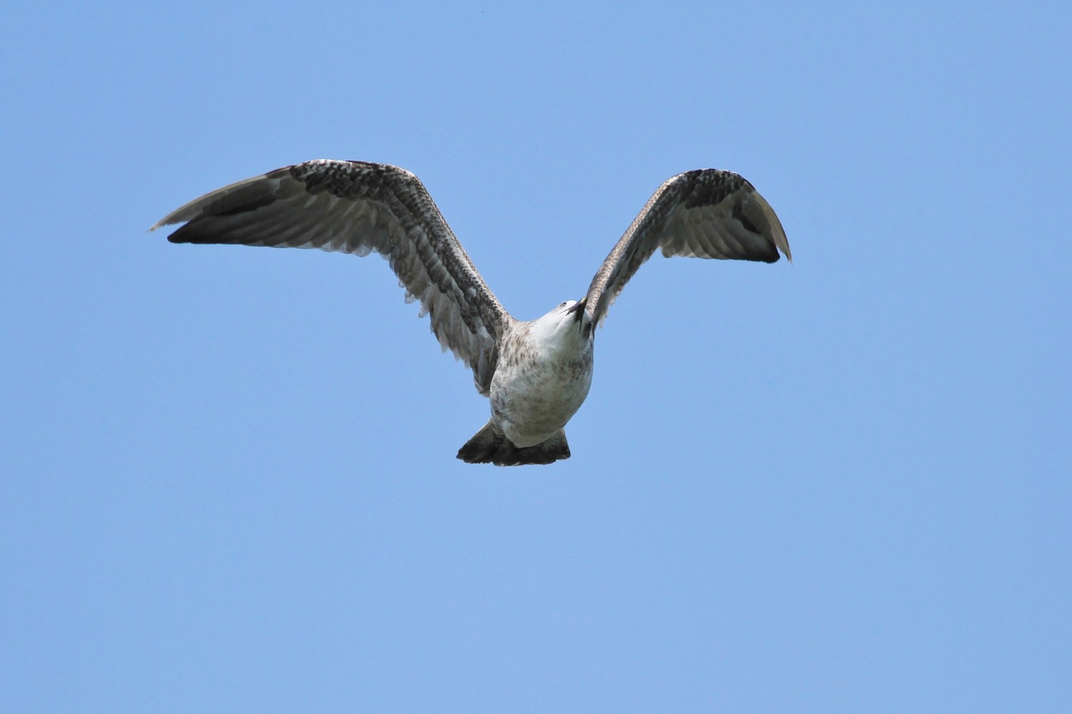 Ad ali spiegate, il sogno di Icaro.