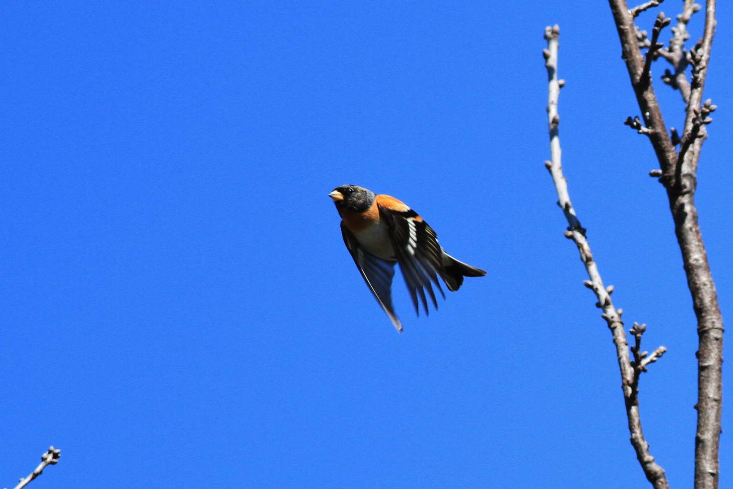 Peppole nel Cremasco