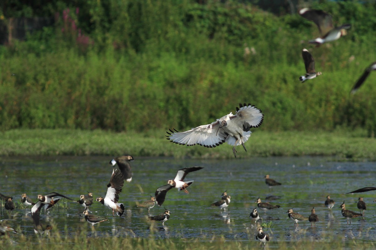 Ad ali spiegate, il sogno di Icaro.