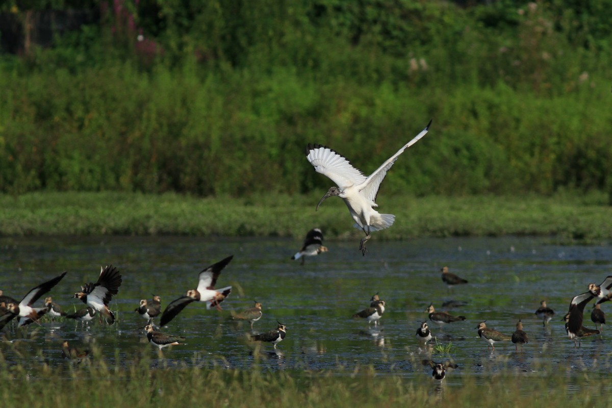 Ad ali spiegate, il sogno di Icaro.