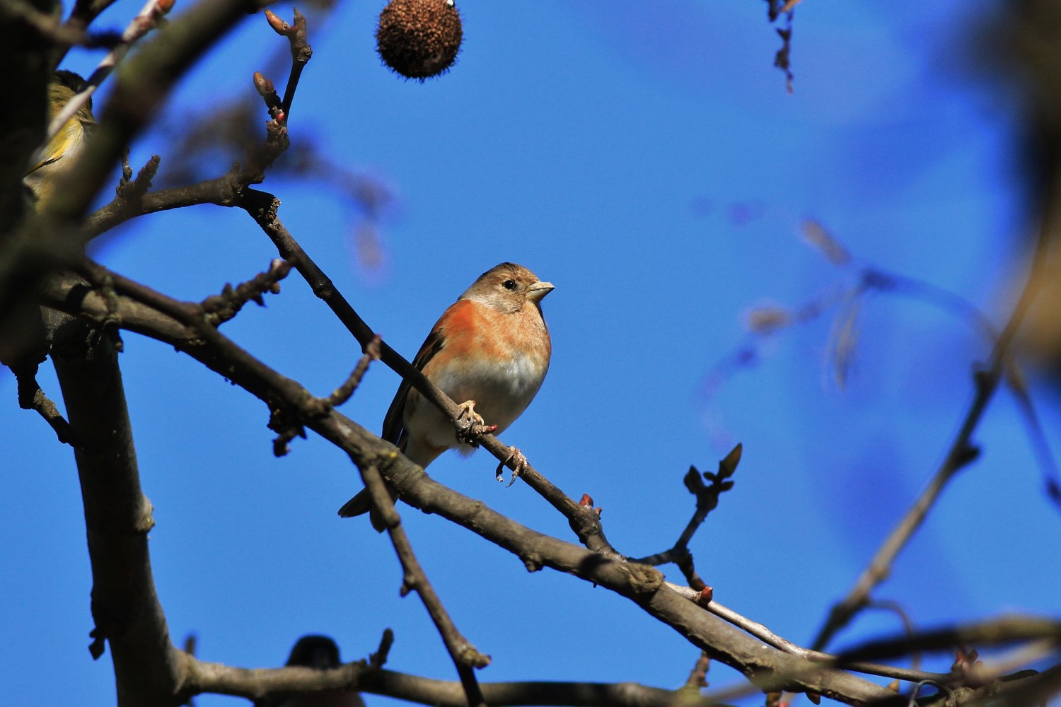 Peppole nel Cremasco