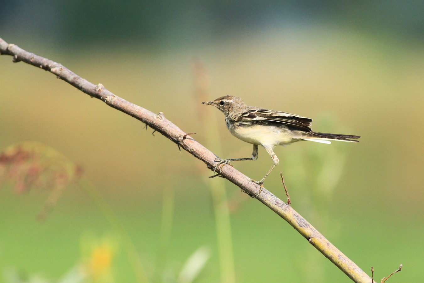 Aiuto identificazione
