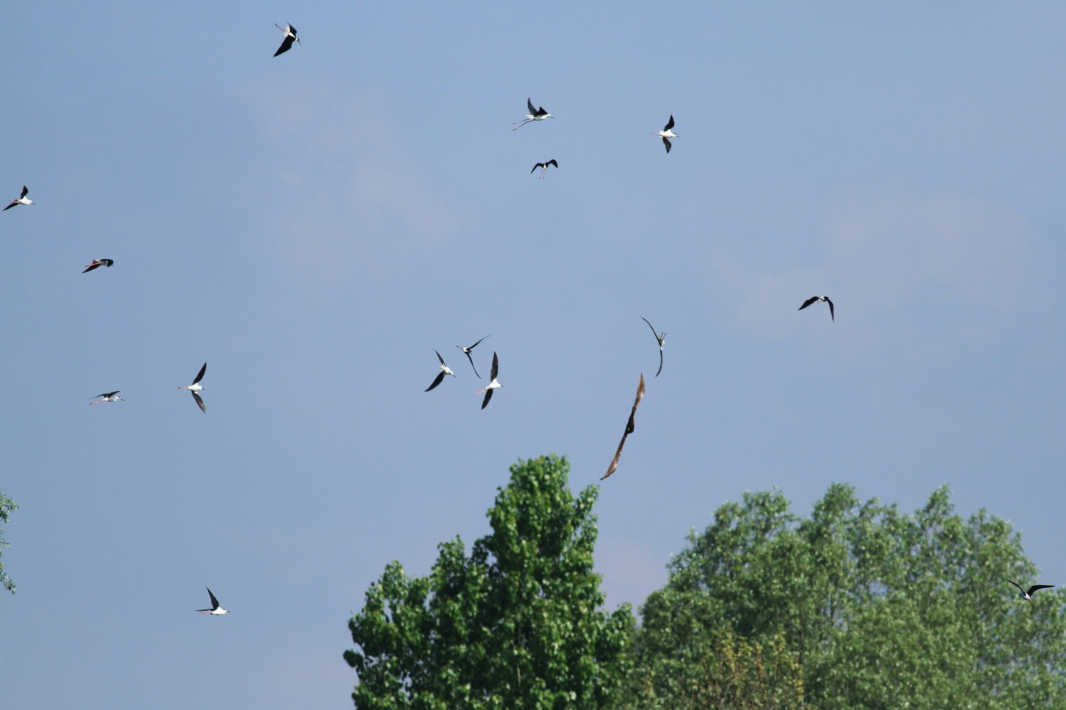 Falco di Palude femmina