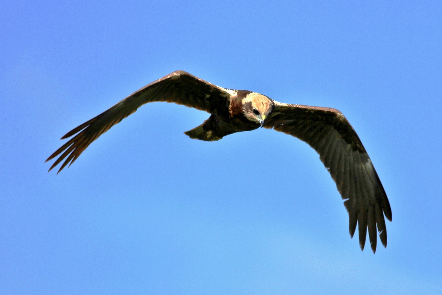Falco di Palude femmina