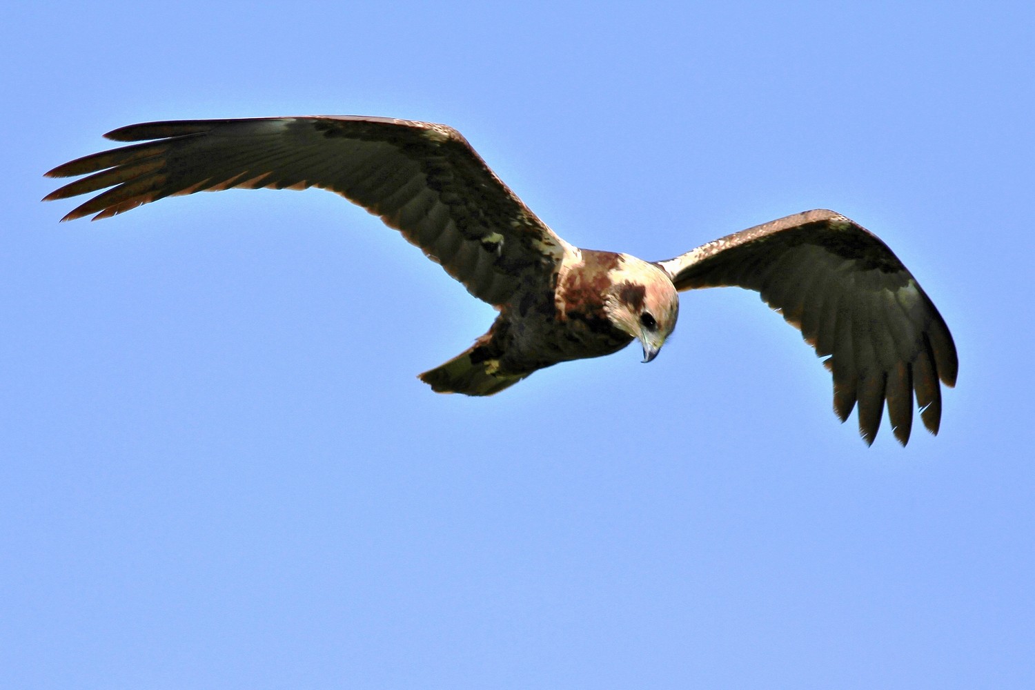 Falco di Palude femmina