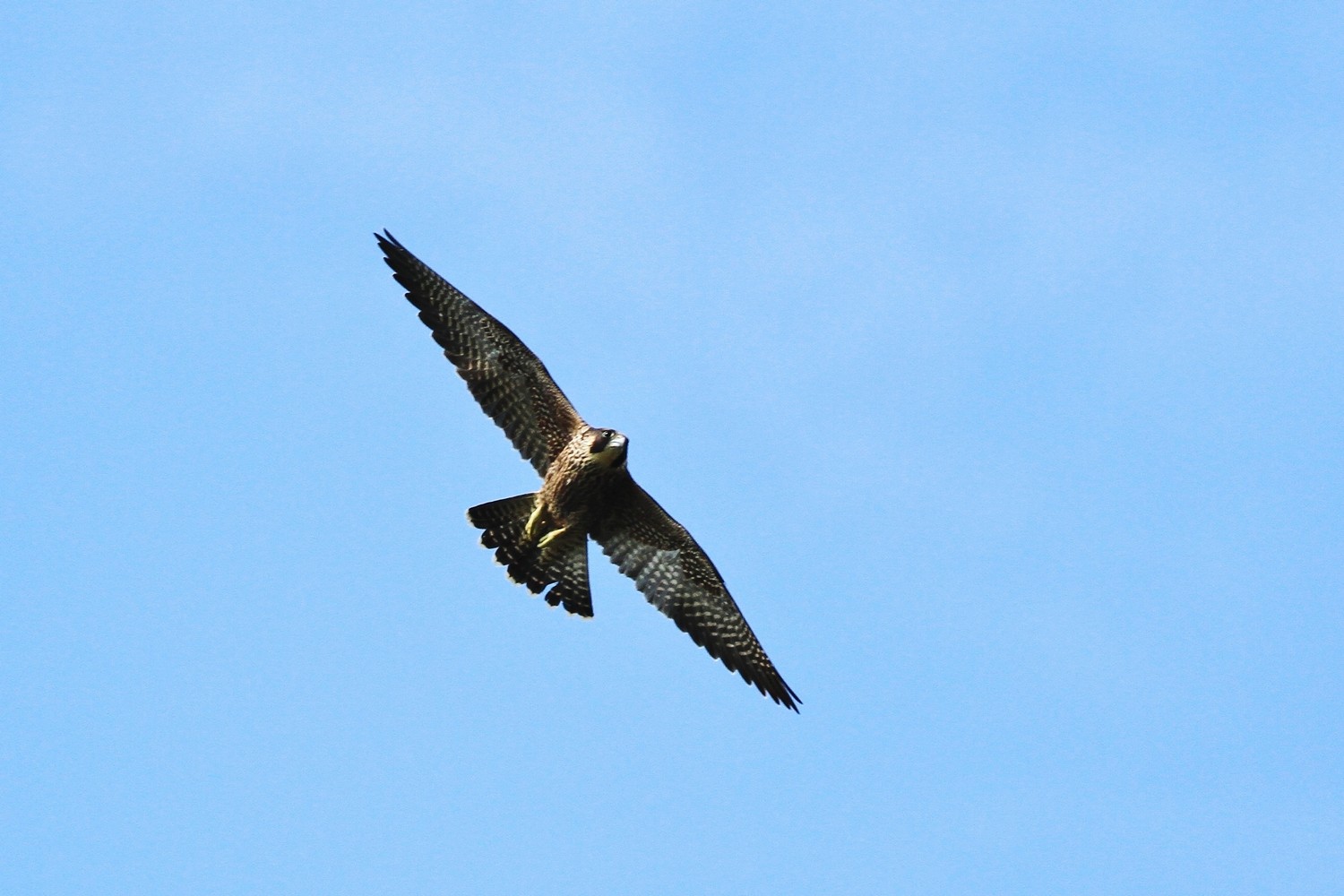 Falco Pellegrino e ....Gabbiani comuni
