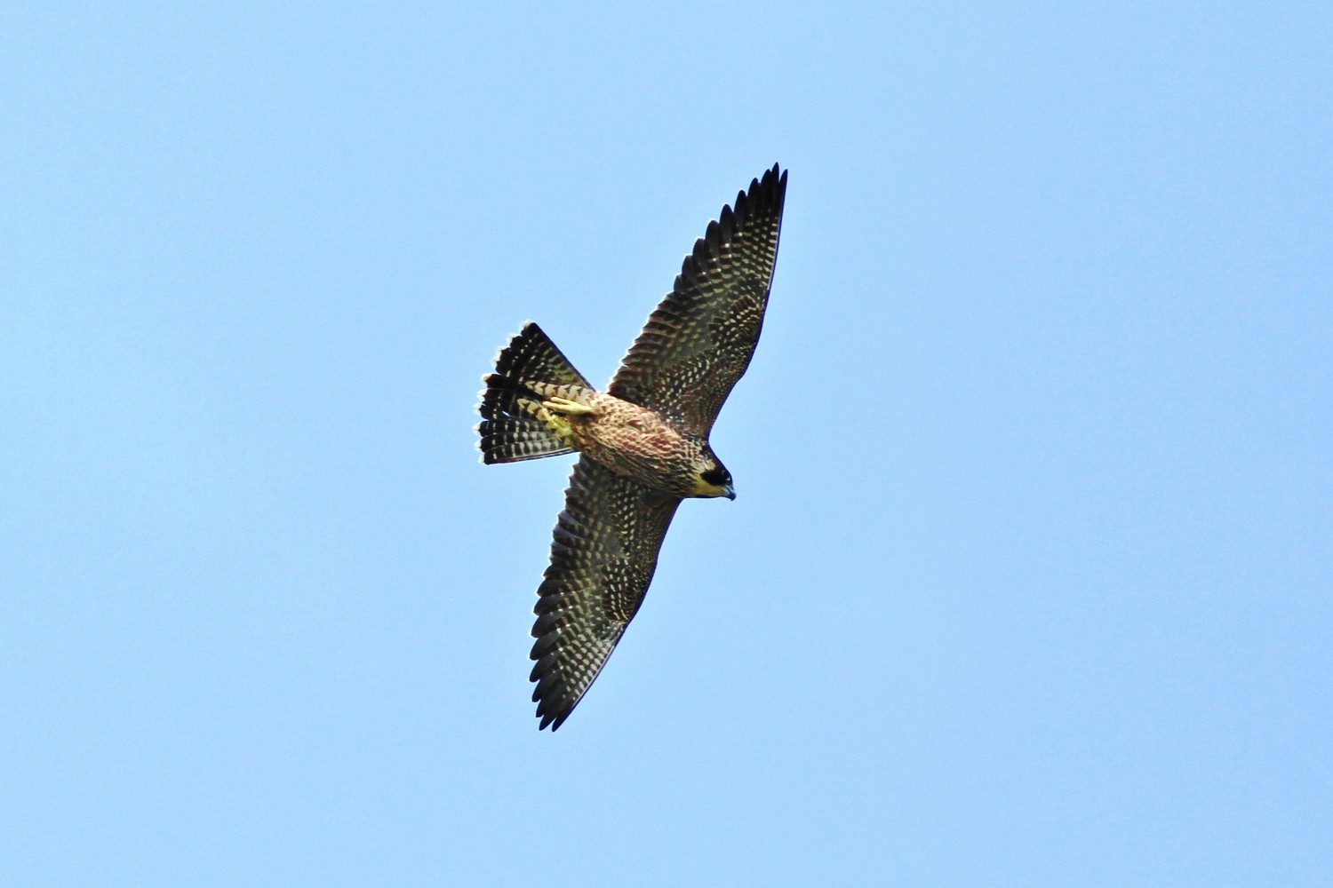 Falco Pellegrino e ....Gabbiani comuni