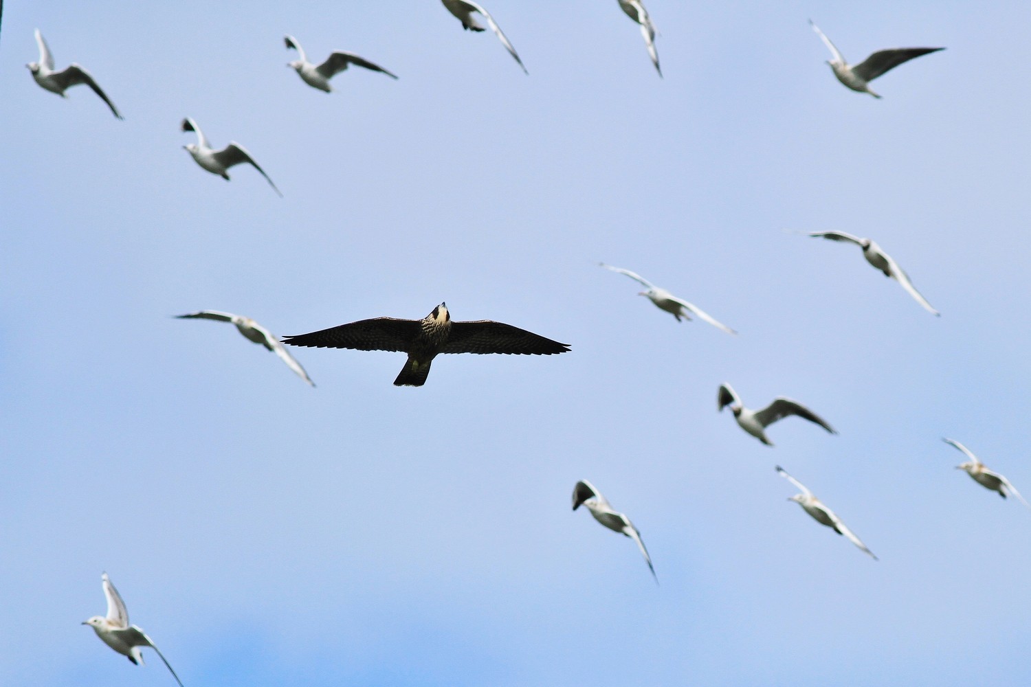 Falco Pellegrino e ....Gabbiani comuni