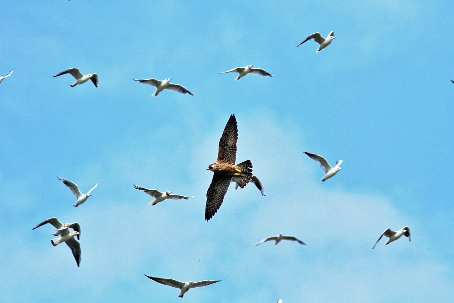 Falco Pellegrino e ....Gabbiani comuni