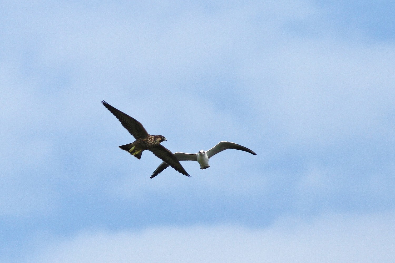 Falco Pellegrino e ....Gabbiani comuni