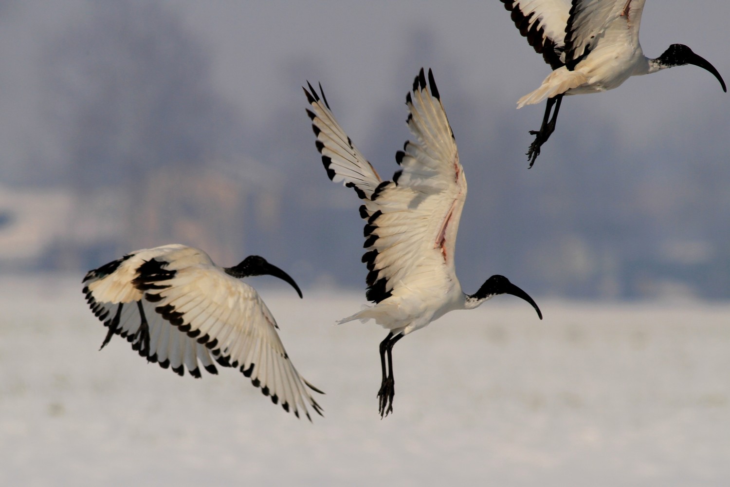 Alcuni scatti dopo la nevicata