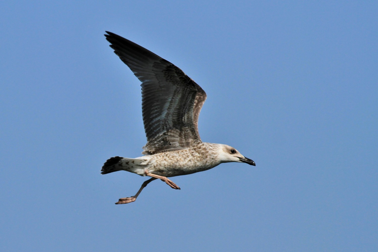 Ad ali spiegate, il sogno di Icaro.