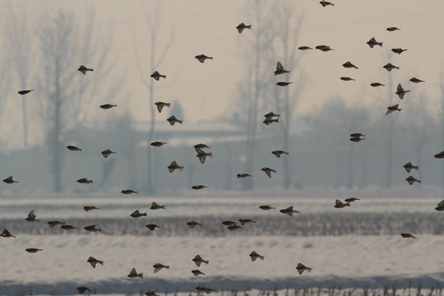 Alcuni scatti dopo la nevicata