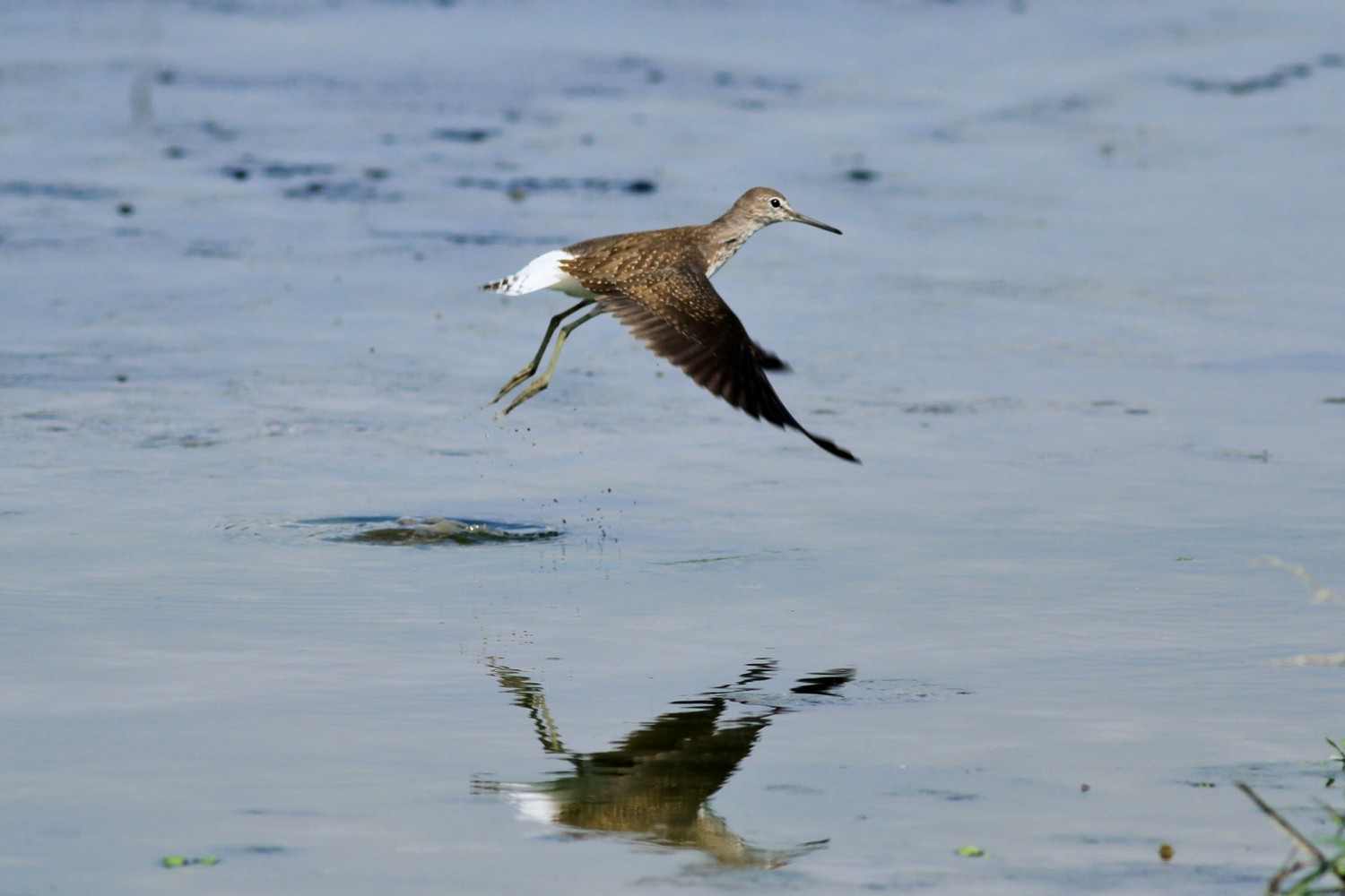Ad ali spiegate, il sogno di Icaro.