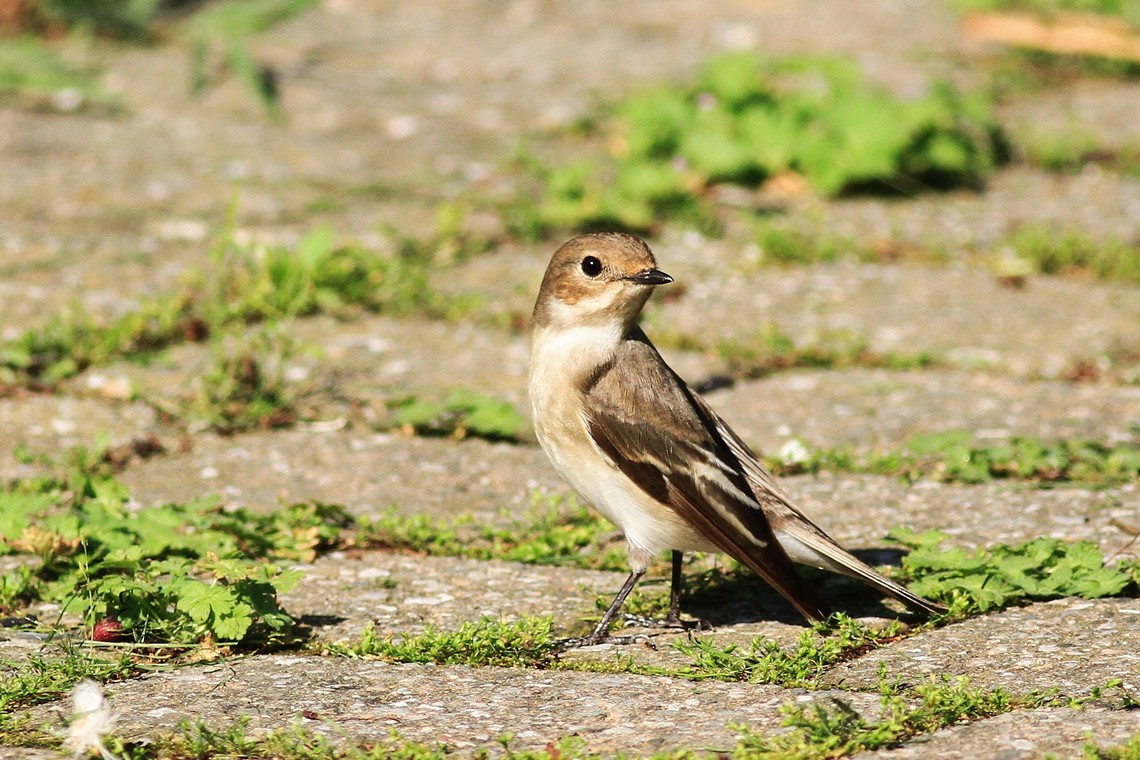 Conferma identificazione, Balia Nera femmina?