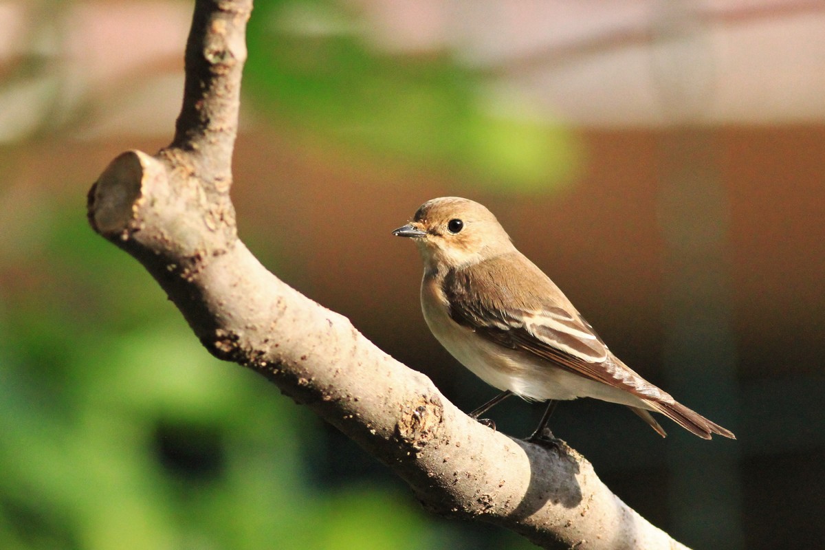 Conferma identificazione, Balia Nera femmina?
