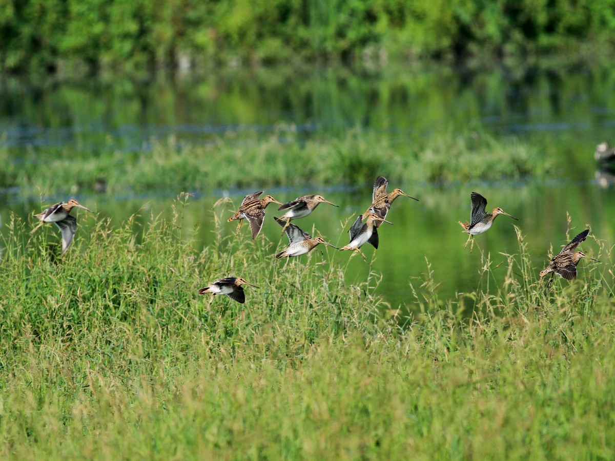Ad ali spiegate, il sogno di Icaro.