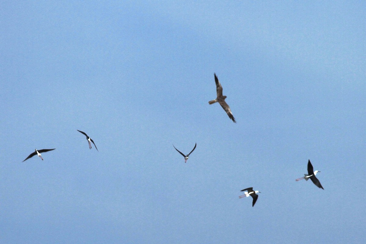 Falco di Palude femmina